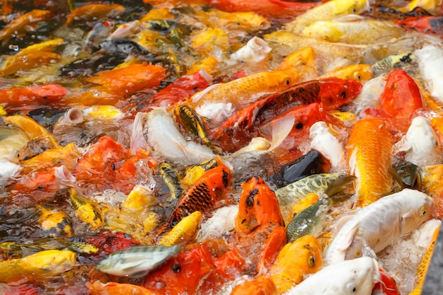 Im Teich schwimmen wunderschöne Karpfen oder Koi-Fische