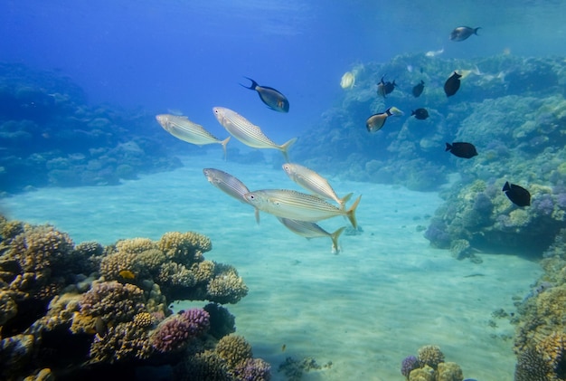 Im Urlaub zwischen verschiedenen Fischen und bunten Korallen in klarem Wasser tauchen