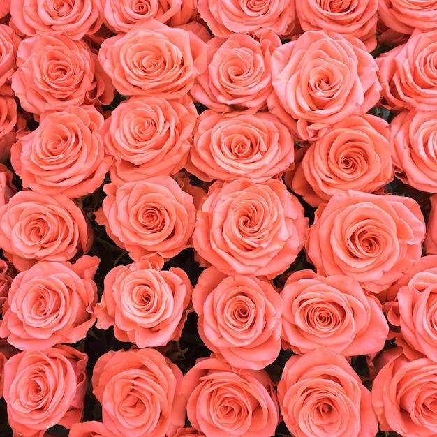 Im vollen Rahmen blühende Rosen im Freien