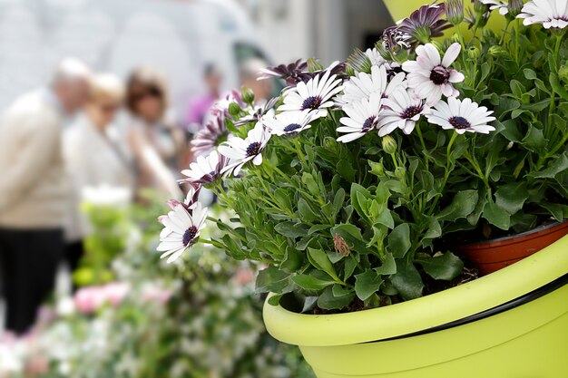 Im Vordergrund ein Topf mit Gänseblümchen auf einem Straßenblumenmarkt