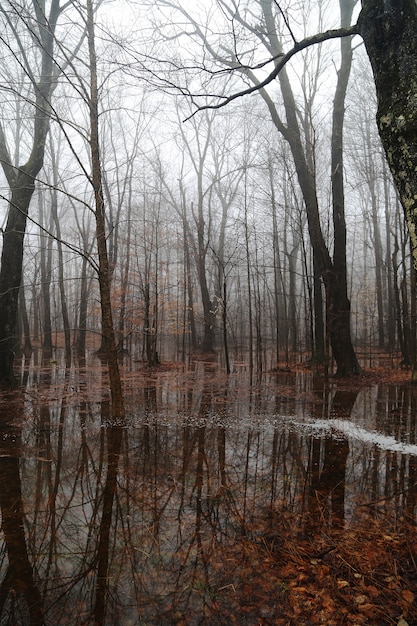 Im Wald geschmolzener Schnee erzeugt eine Flut