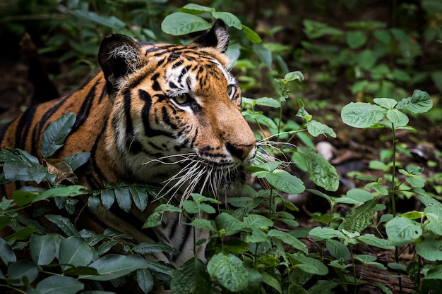 Im Wald lauert ein Tiger und wartet auf Beute.