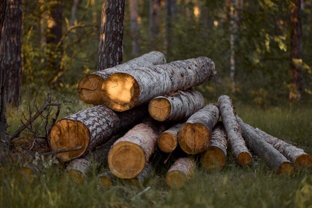 Im Wald liegen gefällte Baumstämme