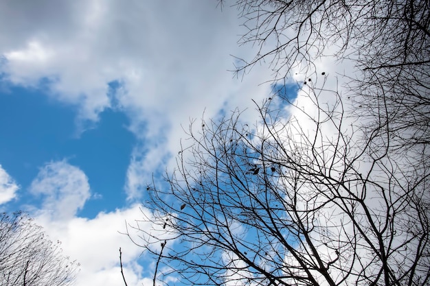 Im Wald ragen Äste in den Himmel