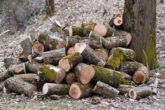 Im Wald stapelt sich ein Haufen Baumstämme.