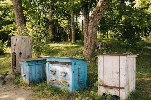 Im Wald steht eine alte Holzallee Bienenhäuser stehen auf dem grünen Gras