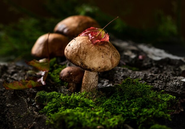 Im Wald wachsen Steinpilze (Leccinum scabrum)