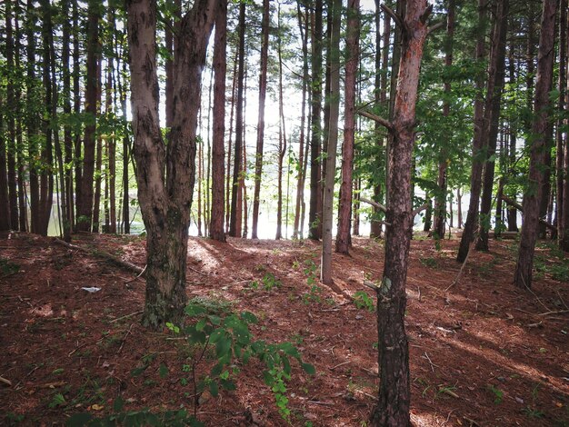 Im Wald wachsende Bäume