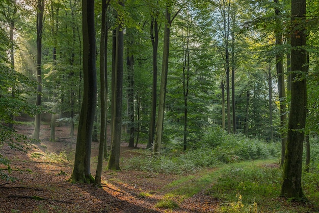 Foto im wald wachsende bäume