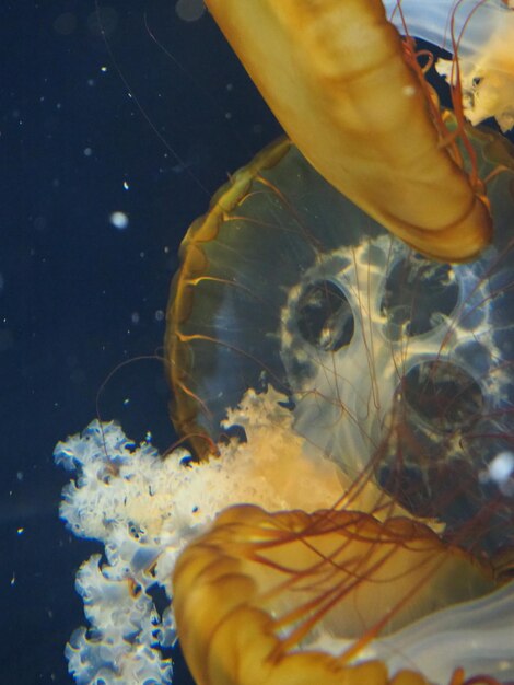 Im Wasser ist eine Qualle zu sehen, auf deren Boden das Wort „Jellyfish“ steht.