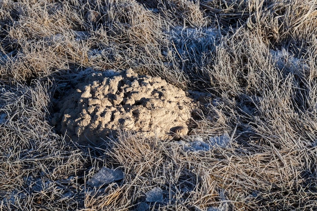 im Winter eingefrorene Maulwurfslöcher, im Winter ein Maulwurfsloch im Frost