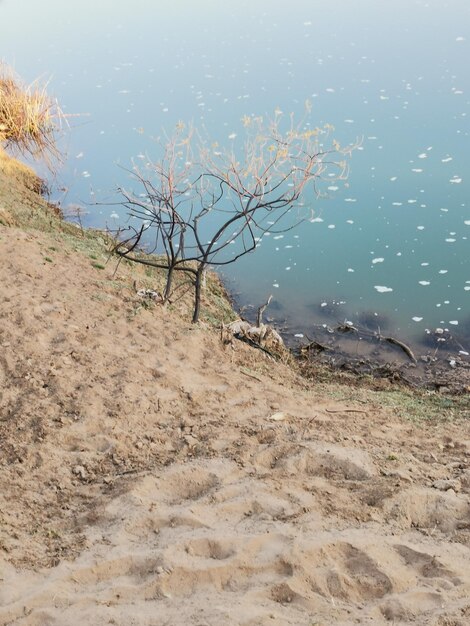 Foto im winter fehlen den bäumen die blätter, aber im frühling blühen sie wirklich.