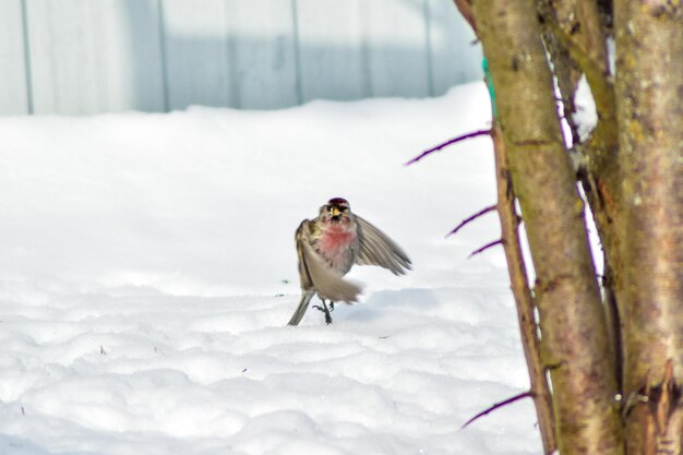 Im Winter fliegen Vögel am Futterhäuschen