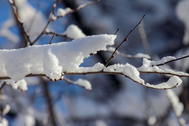 Im Winter schneebedeckte Äste von Bäumen