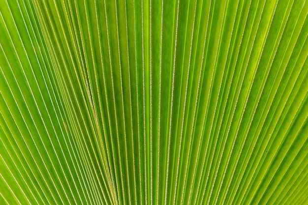 Imagem abstrata da folha de palmeira verde como pano de fundo