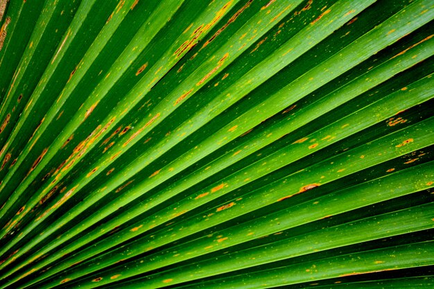 Imagem abstrata da folha de palmeira verde para o fundo.