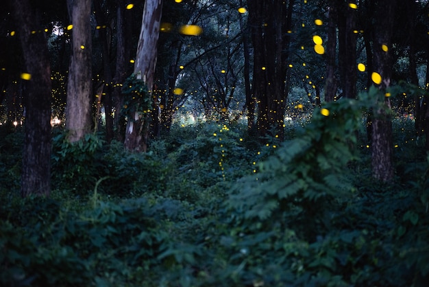 Foto imagem abstrata e mágica de firefly voando na floresta à noite