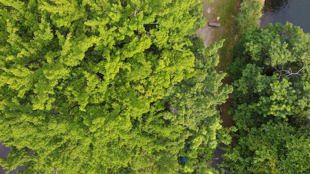 Imagem aérea da lagoa rodrigo de freitas no Rio de Janeiro