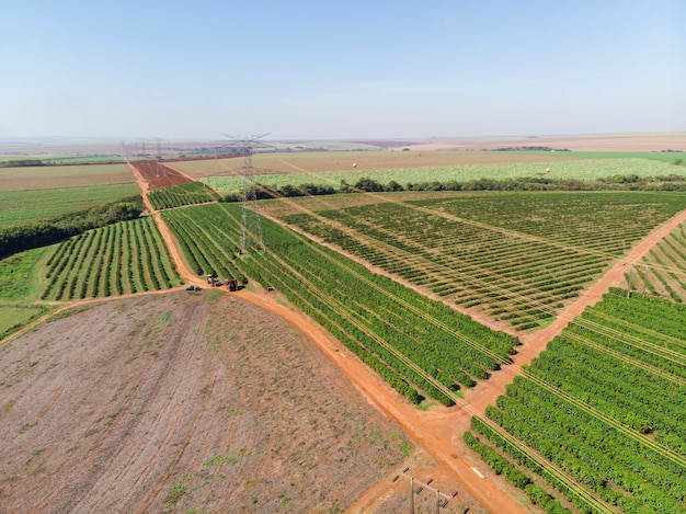 Imagem aérea da plantação de café no Brasil.