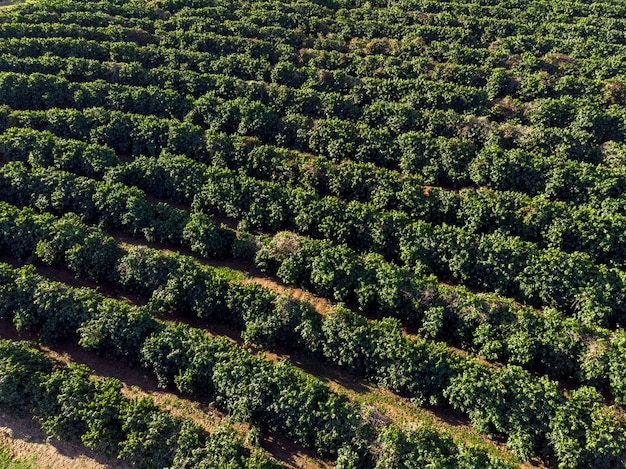 Imagem aérea da plantação de café no Brasil.