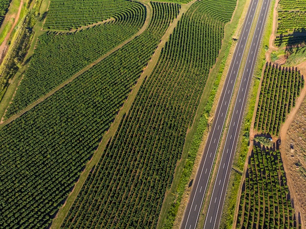 Imagem aérea da plantação de café no brasil.