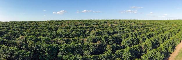 Imagem aérea da plantação de café no brasil.