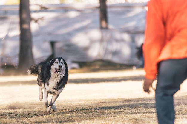 Imagem ampla de um cão Husky de colarinho correndo em um parque em direção ao seu dono com a língua para fora