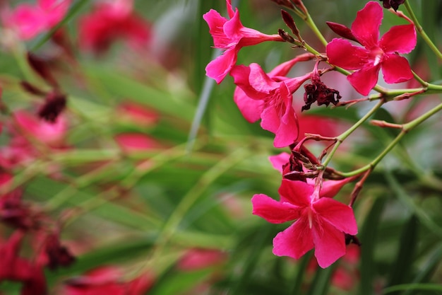 Imagem aproximada da flor phlox paniculata