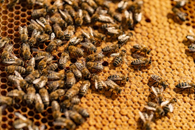 Imagem aproximada das abelhas trabalhando em células de mel
