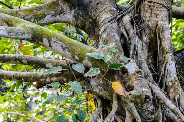 Imagem aproximada das raízes e ramos de uma figueira-da-índia envelhecida na floresta densa