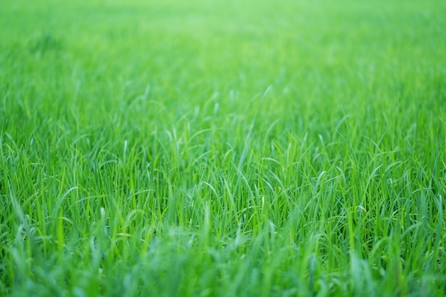 Imagem aproximada de campo de arroz na estação verde