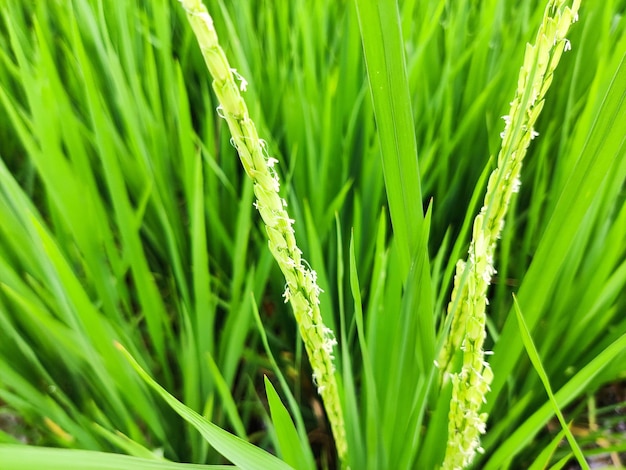 Imagem aproximada de flores de arroz em uma inflorescência, em um arrozal
