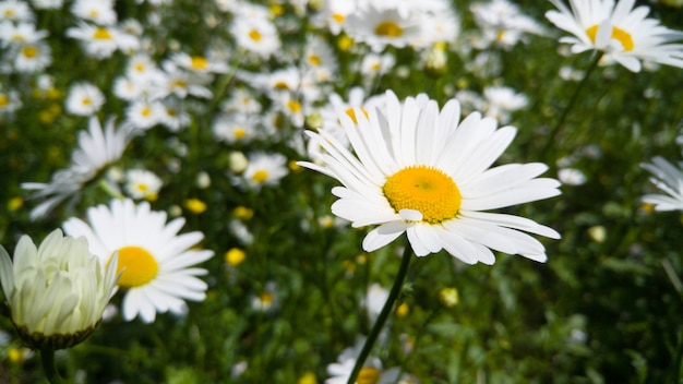 Imagem aproximada de flores de camomila crescendo em um prado no parque em um dia ensolarado de verão