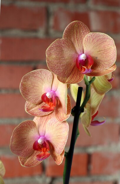 Imagem aproximada de flores de orquídea