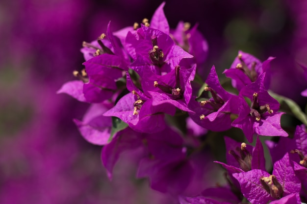 Imagem aproximada de flores roxas de buganvílias na natureza