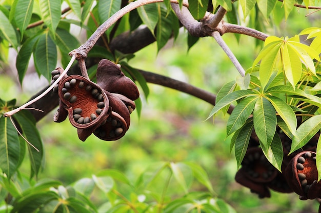 Foto imagem aproximada de frutos da árvore de coco bastardo de sterculia foetida