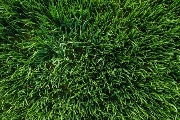 Imagem aproximada de grama verde fresca de primavera ou campo de trigo, tiro de drone