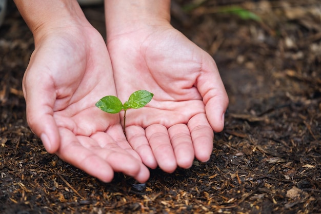 Imagem aproximada de mãos segurando e plantando uma pequena árvore no chão