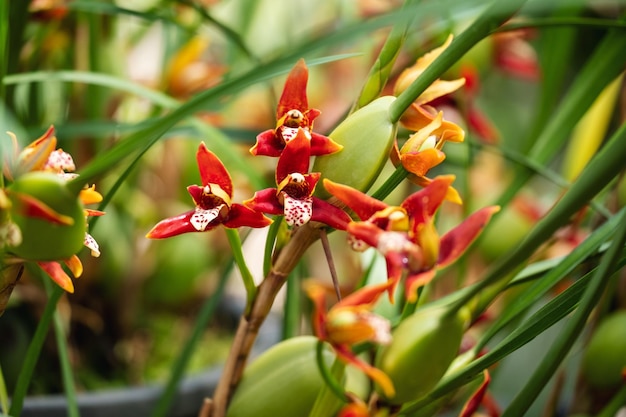 Imagem aproximada de Maxillaria tenuifolia ou orquídeas de torta de coco no jardim botânico