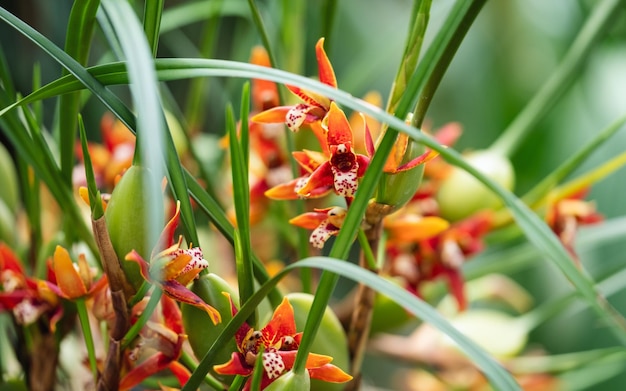 Imagem aproximada de Maxillaria tenuifolia ou orquídeas de torta de coco no jardim botânico
