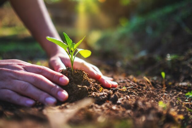 Imagem aproximada de pessoas se preparando para cultivar uma pequena árvore com solo no jardim