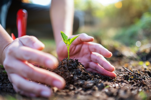 Imagem aproximada de pessoas segurando e plantando uma pequena árvore em um monte de terra