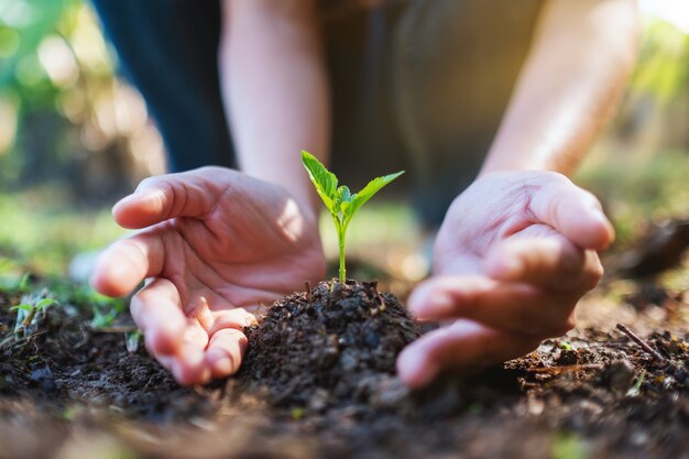 Imagem aproximada de pessoas segurando e plantando uma pequena árvore em um monte de terra