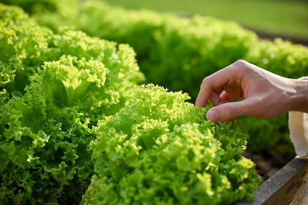 Imagem aproximada de um agricultor colhendo vegetais verdes na estufa hidropônica