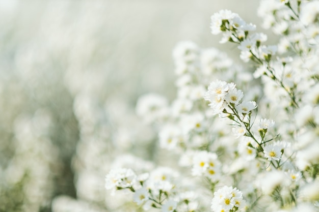 Foto imagem aproximada de um belo campo de flores cutter