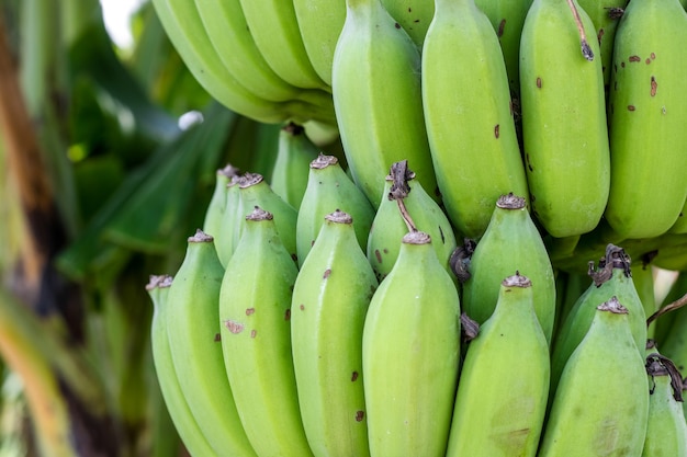Imagem aproximada de um cacho de banana verde orgânica crua