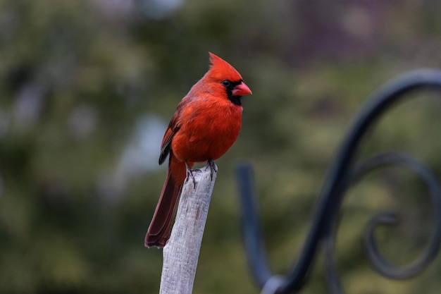 Imagem aproximada de um pássaro cardeal vermelho descansando em um galho