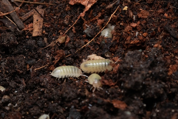 Imagem aproximada de um patógeno em seu habitat natural Armdillidum Vulgare