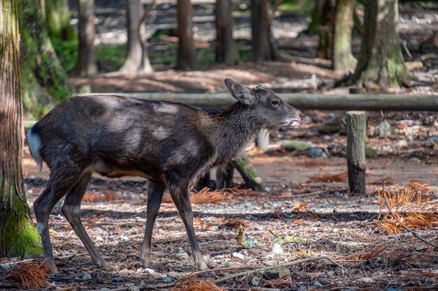 Imagem aproximada de um veado selvagem no parque