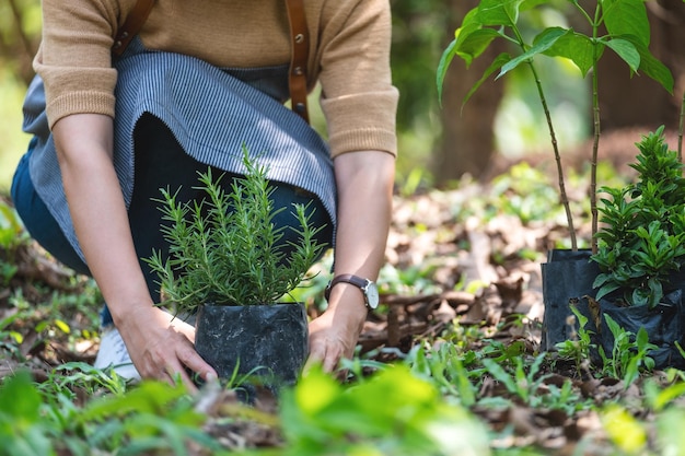 Imagem aproximada de uma mulher se preparando para plantar alecrim para o conceito de jardinagem doméstica